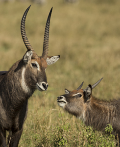 waterbuck